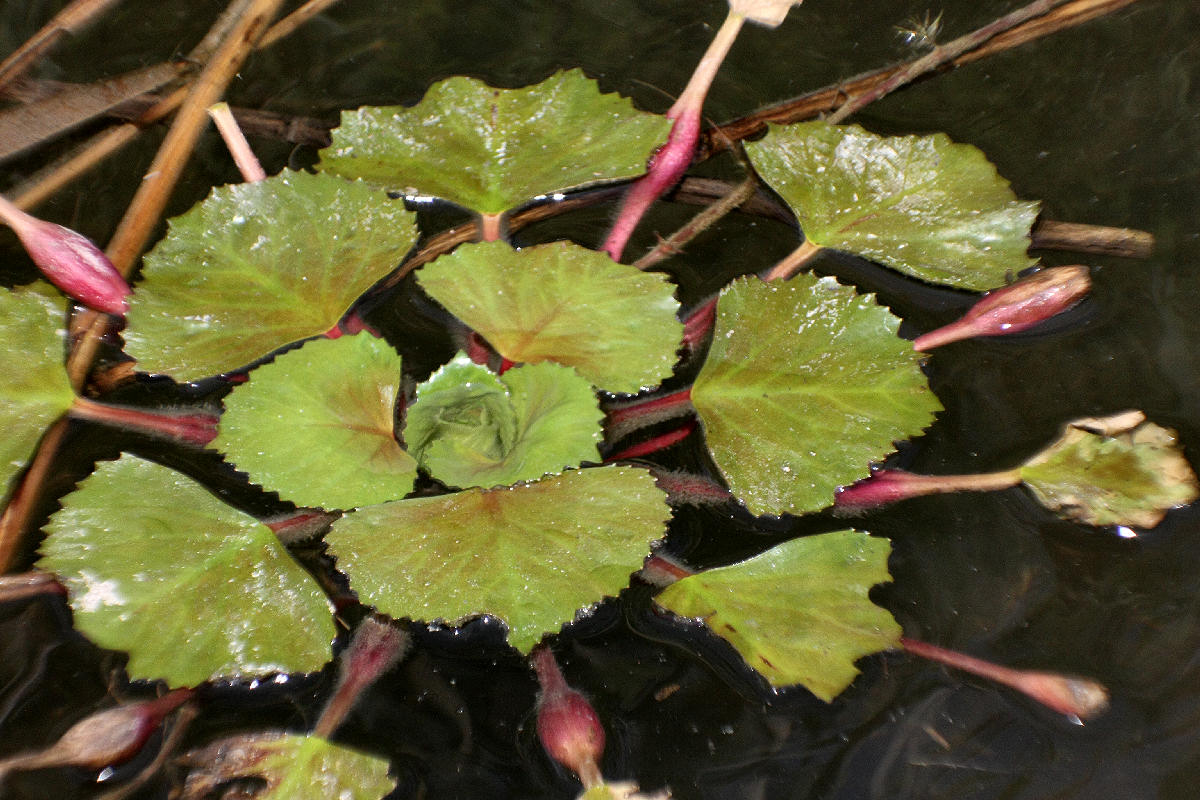 Trapa natans / Castagna d''acqua